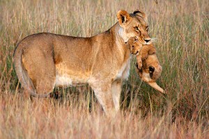 Lioness Carrying Cub