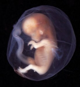 unborn-fetus_9-10-weeks